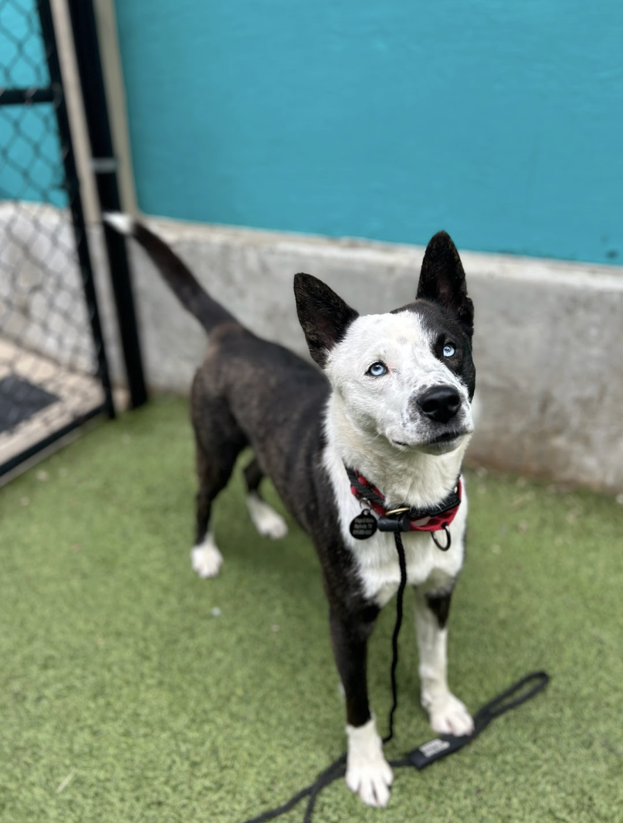 Orbit — Wags and Walks
